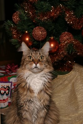 Megabyte the cat 12-23-04